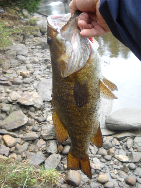 connecticut smallie