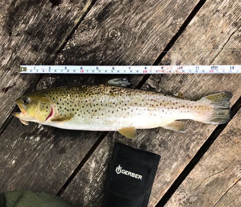 Riverton Brown Trout 2018