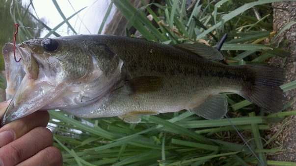 Larry on a slow, cloudy, muggy day.