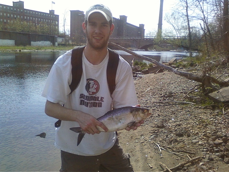 Chicopee River Shad