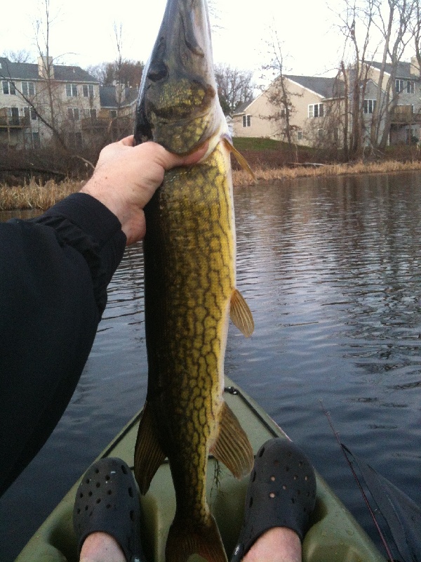 31" Pickerel