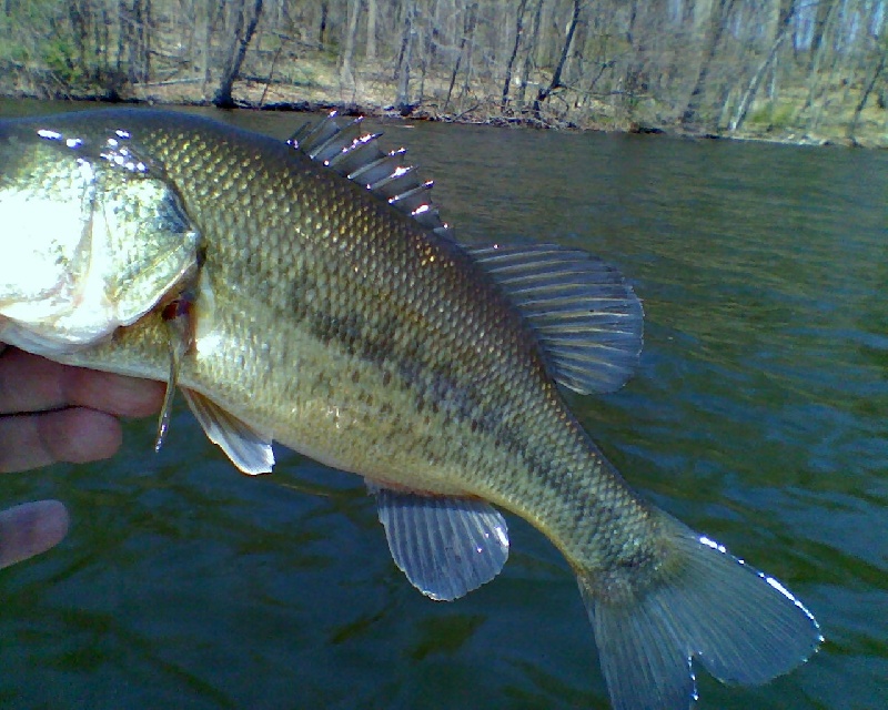 Smallmouth